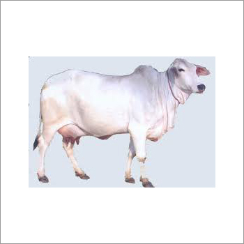 Haryana Tharparkar Cow