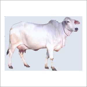 Swiss Tharparkar Cow