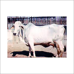 Karnal Tharparkar Cow