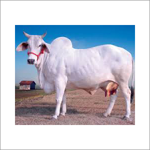 Farm Tharparkar Cow