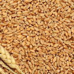 Wheat seed