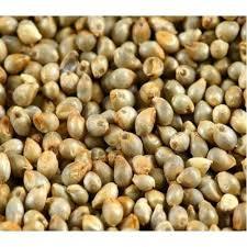 Pearl Millet Grain