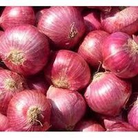 Onion