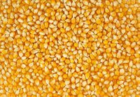 Maize seed