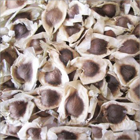 Moringa Seeds Kernel