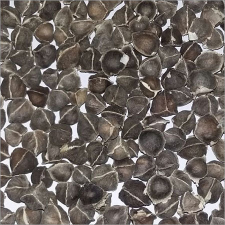 Moringa Seeds Without Wings