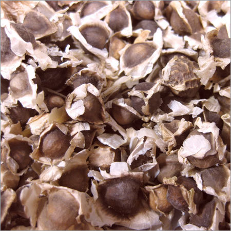 Non Organic Moringa Seeds