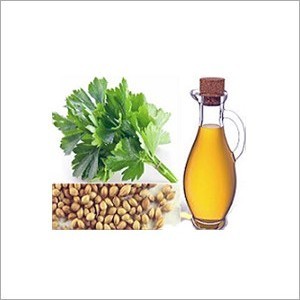 Coriander Oil