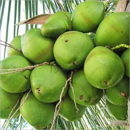 Green Coconuts