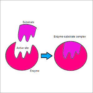 Neutral Enzyme