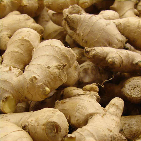 Ginger