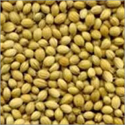 Coriander Seed
