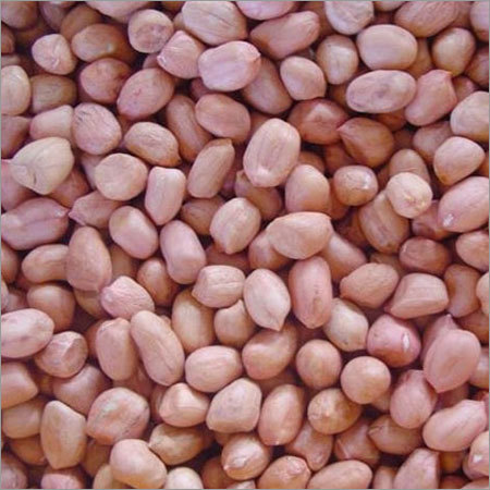 Groundnut Seed Peanuts