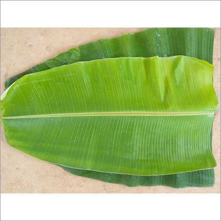 Fresh Banana Leaf
