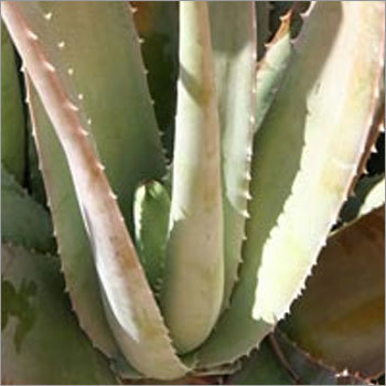 Aloe Vera leaf product