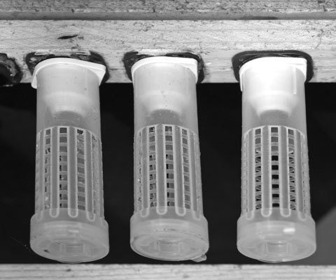 Queen Case Protector - Plastic Material, 2-6 Inch Size | Impact Proof, Optimum Durability, High Strength Design