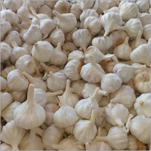 Fresh Garlic