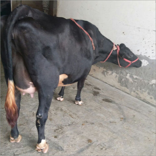 Cross Breed Cows Supplier