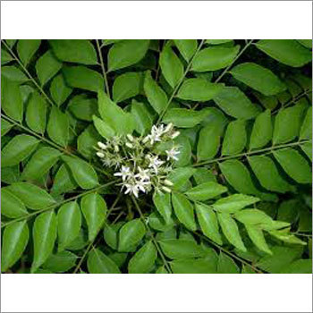 Curry Leaves