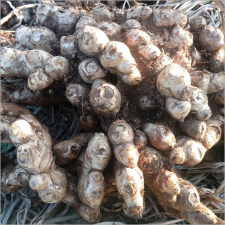 Dry Ginger