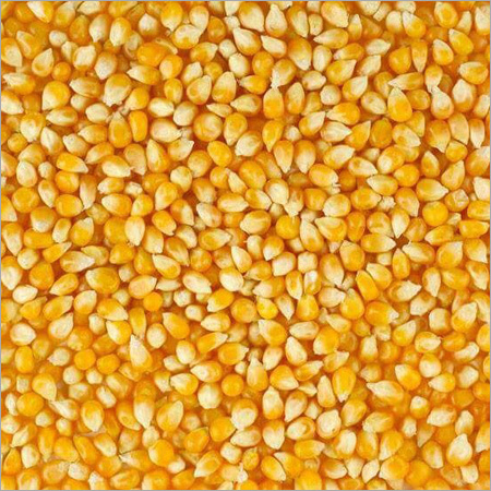 Maize