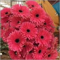 Fresh Flowers