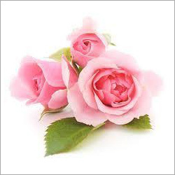 Pink Rose