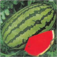 Fresh Watermelon