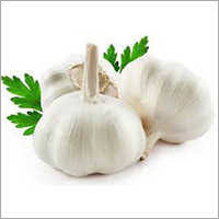 Fresh Garlic
