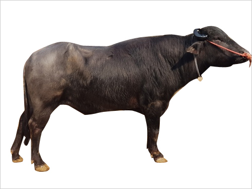 Best Murrah bull semen