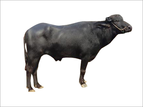 Best Indian Murrah Bull Semen