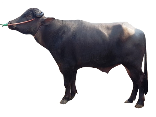 Best murrah semen