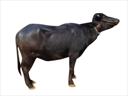 Indian best murrah bull semen