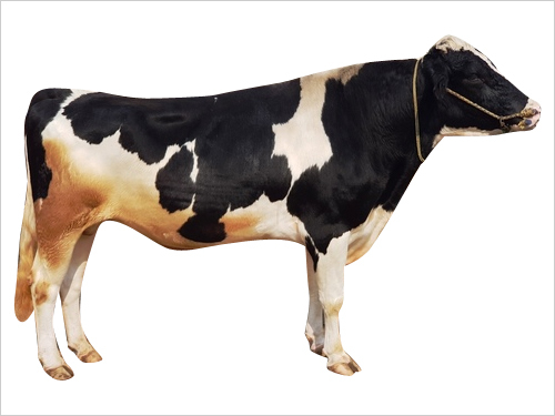 Indian HF Bull Semen