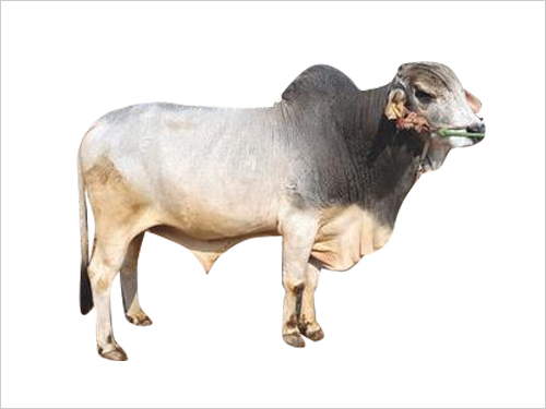 Tharparkar Bull Semen