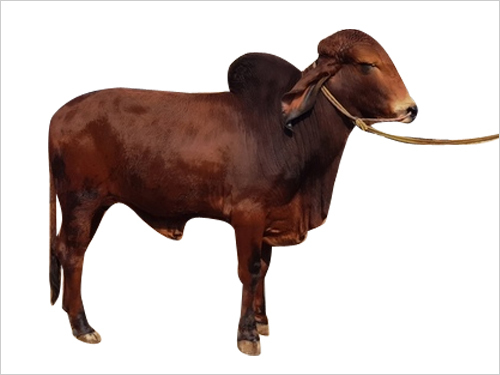Gir Bull Semen