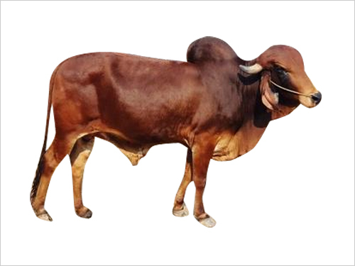 Best Gir Bull Semen