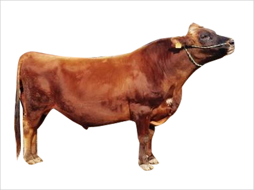 Best Jersey Bull Semen
