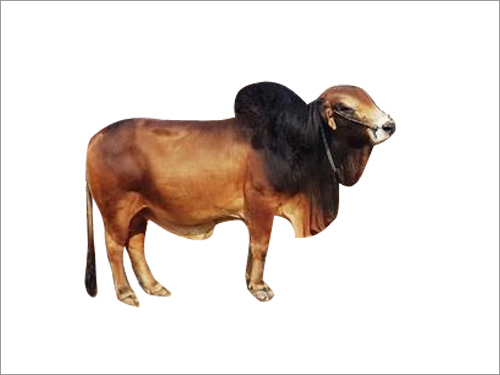 Pure Sahiwal Bull Semen