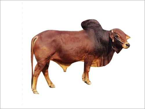 Sahiwal Bull Semen