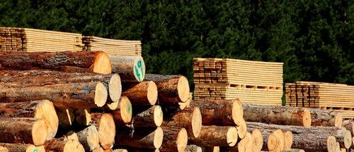 Round Pine Wood - Density: 500 Kilogram Per Cubic Meter (Kg/M3)