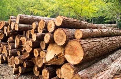 Ghana Teak Wood