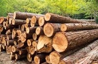 Ghana Teak Wood