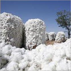 Raw Cotton