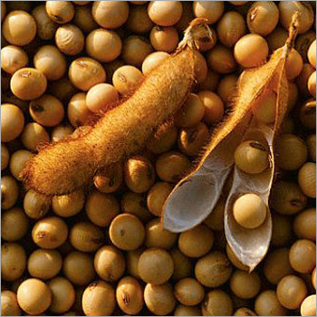 Soya Bean