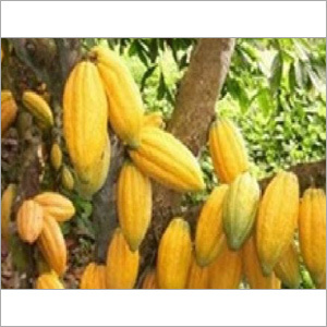 Cocoa Beans Cocoa Beans