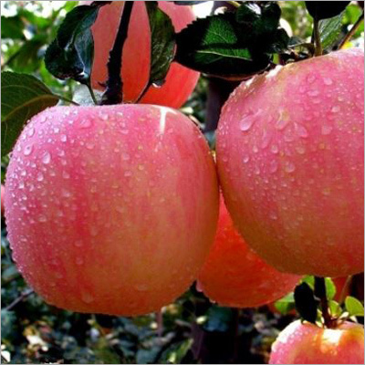 Fresh Kashmir Apple Fresh Kashmir Apple