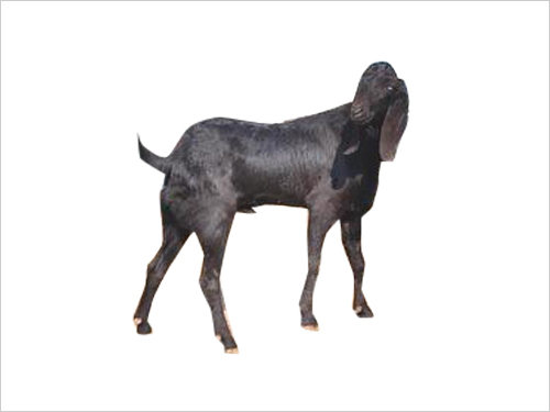 Best Goat Buck Semen