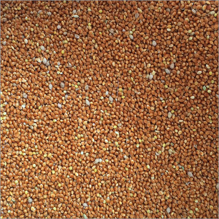 Red Millet