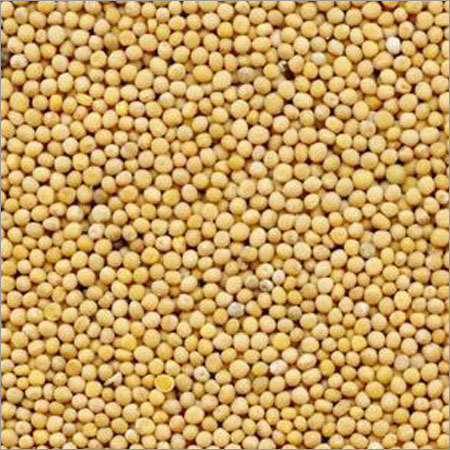 Mustard Seeds